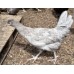 Fosters Olive Egg Hybrid 